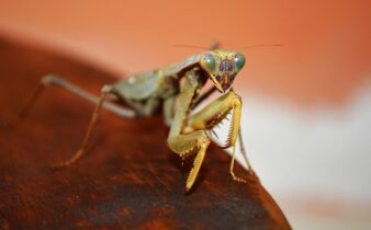 Bettingboomet bag crickets opstigning i usa