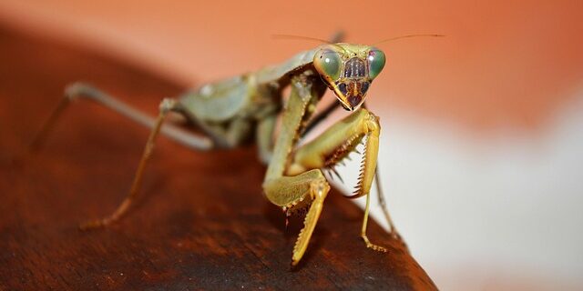 Bettingboomet bag crickets opstigning i usa